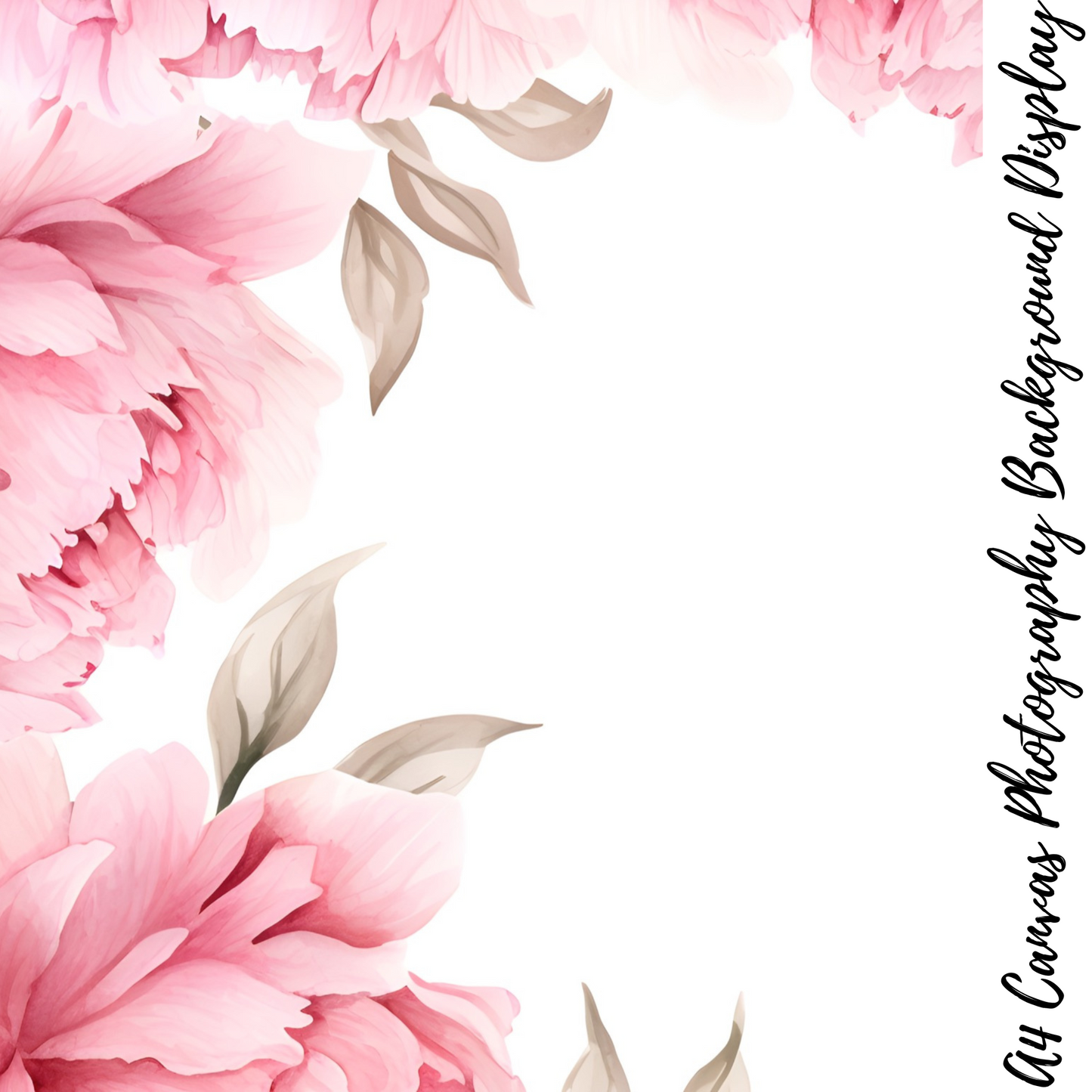 Peonies Photography Background Display