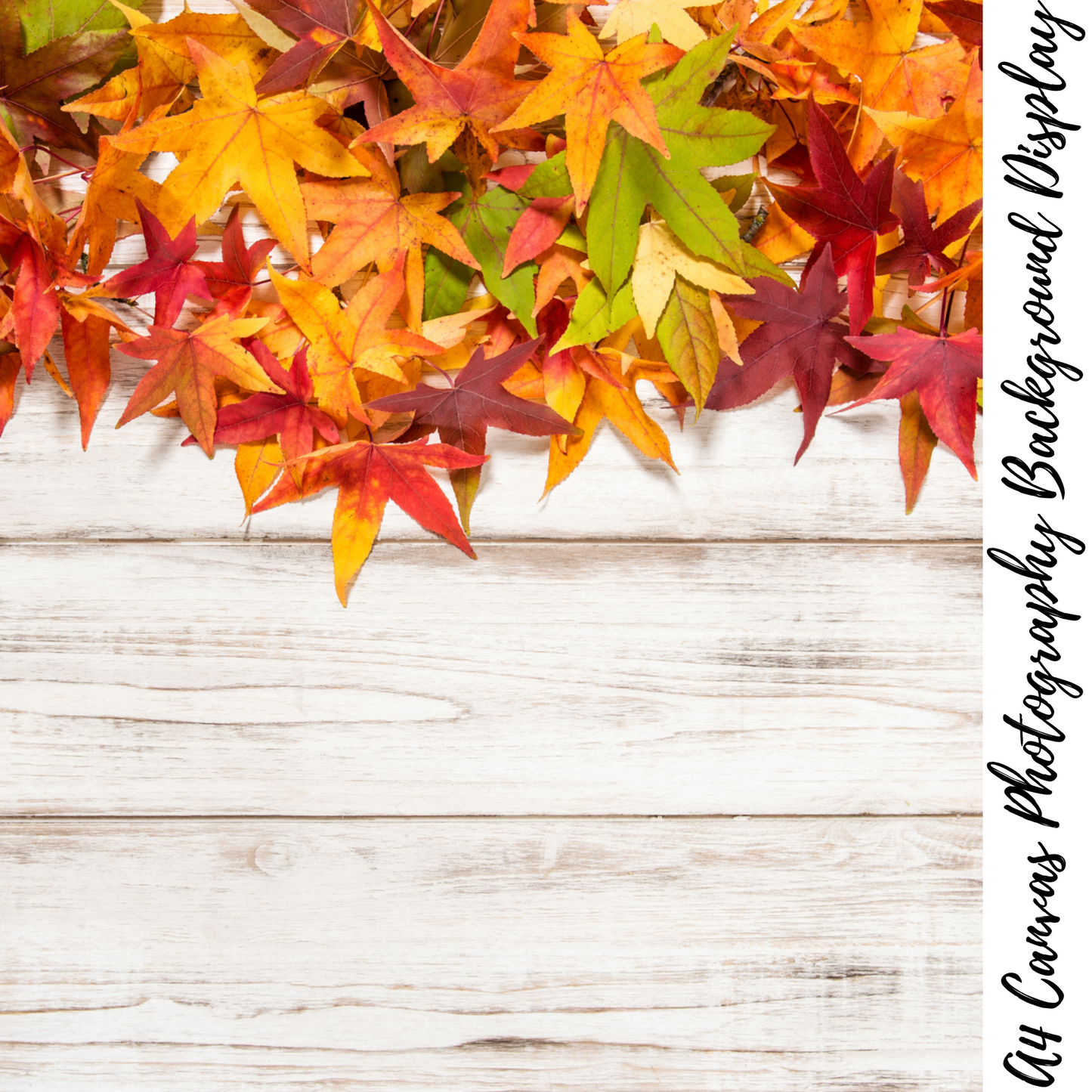 Autumn Photography Background Display